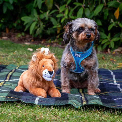 Front image of ANCOL Cuddle King Leo the Lion Dog Toy - Pets Villa. 