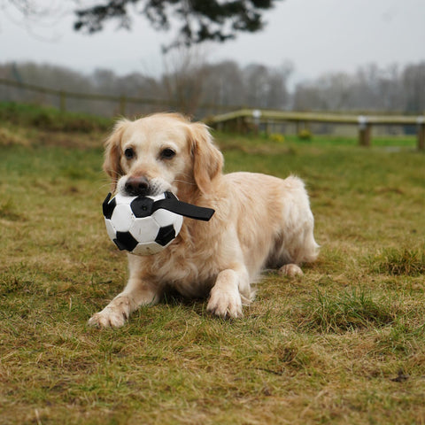 Front image of ANCOL Interactive Dog Football Toy with Grab Tabs - Pets Villa. 