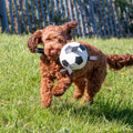 Product image of ANCOL Interactive Dog Football Toy with Grab Tabs - Pets Villa. 