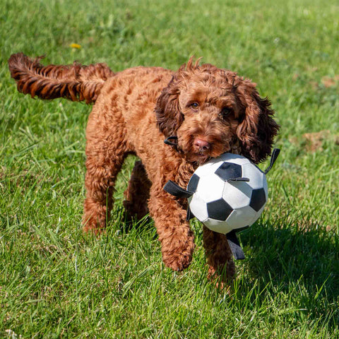 Product image of ANCOL Interactive Dog Football Toy with Grab Tabs - Pets Villa. 