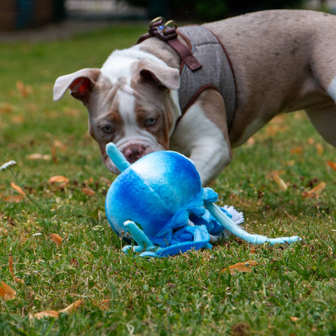 Product image of ANCOL Made From Jellyfish Dog Toy - Pets Villa. 