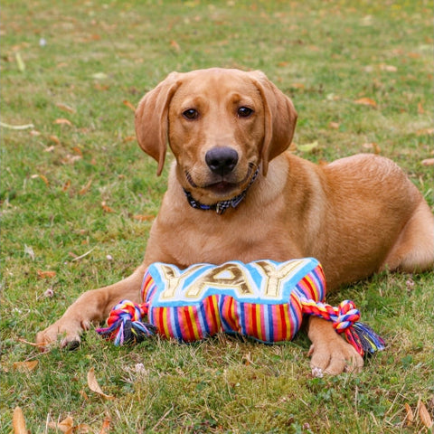 Image of dog playing with ANCOL Pawty YAY Tugger Dog Toy - Pets Villa. 
