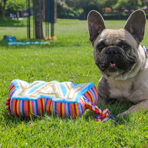 Image of a dog with ANCOL Pawty YAY Tugger Dog Toy - Pets Villa. 