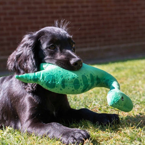 Dog with ANCOL Small Bite Dino Dog Toy - Pets Villa.