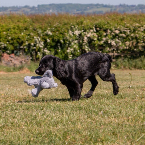 Image of a puppy with ANCOL Small Bites Elephant Dog Toy  - Pets Villa.