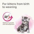 Image of BEAPHAR Lactol Kitten Milk Replacer with a kitten - Pets Villa. 