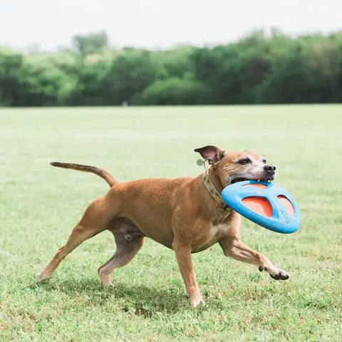 Dog playing with CHUCKIT! Fetch Flight - Pets Villa. 