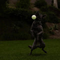 Image of a dog with CHUCKIT! Max Glow Ball 1pc - Pets Villa. 