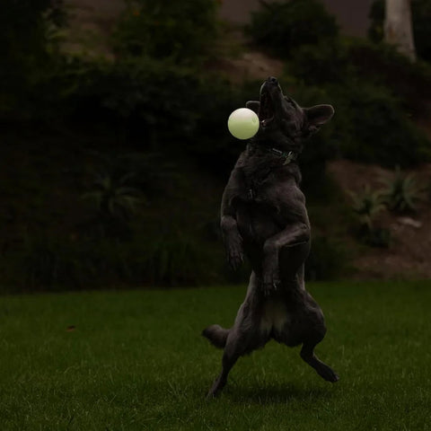 Image of a dog with CHUCKIT! Max Glow Ball 1pc - Pets Villa. 