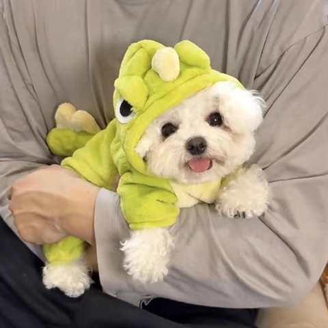 Small dog wearing Fleece Dinosaur Pet Onesie - Pets Villa. 