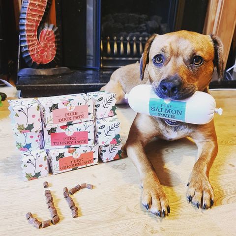 Image of a dog with JR Christmas Cracker Pure Chicken Pate for Dogs 80g - Pets Villa. 