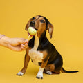 Dog using WAITA Chicken Freeze Dried Lollipop 5x4g - Pets Villa. 