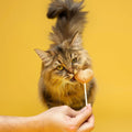 Image of a cat uing WAITA Duck Freeze Dried Lollipop 5x4g - Pets Villa. 