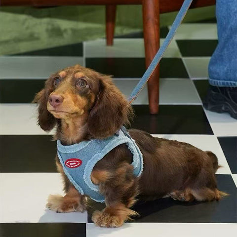 Dachshund wearing ZEZE Denim Pet Harness and Lead - Pets Villa. 