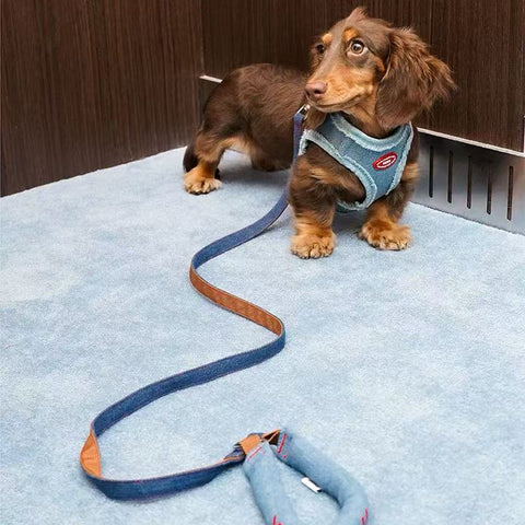 A dachshund model wearing ZEZE Denim Pet Harness and Lead - Pets Villa. 
