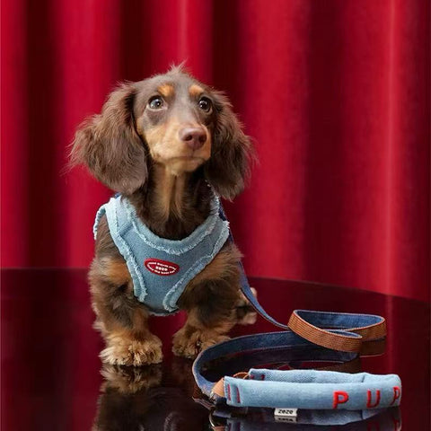 Model image of ZEZE Denim Pet Harness and Lead - Pets Villa. 