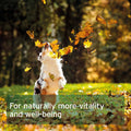 ANIFORTE Salmon Oil 200 Capsules for Dogs & Cats - Natural Omega - 3 EPA - Pets Villa