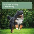 ANIFORTE Salmon Oil for Dogs & Cats - Natural Omega - 3 EPA - Pets Villa