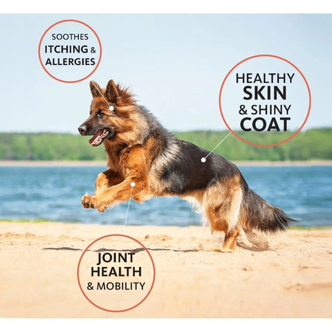 BRILLIANT Salmon Oil for Cats and Dogs - Pets Villa