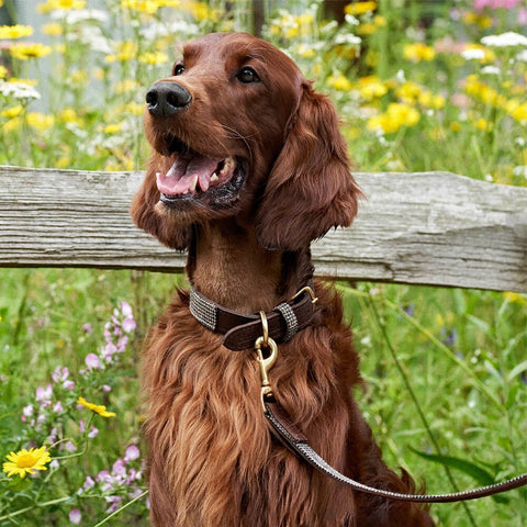 GREAT & SMALL Hawkhurst Leather Dog Lead Tweed - Pets Villa