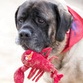 HUGGLE HOUNDS Lobster Knottie - Pets Villa