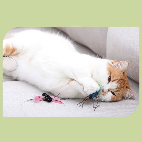 Cat playing with ALL FOR PAWS Insect Cat Teaser wand toy