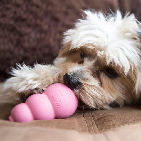 KONG Puppy - Pets Villa